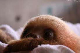 slothy.webp