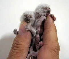 small and cute.webp