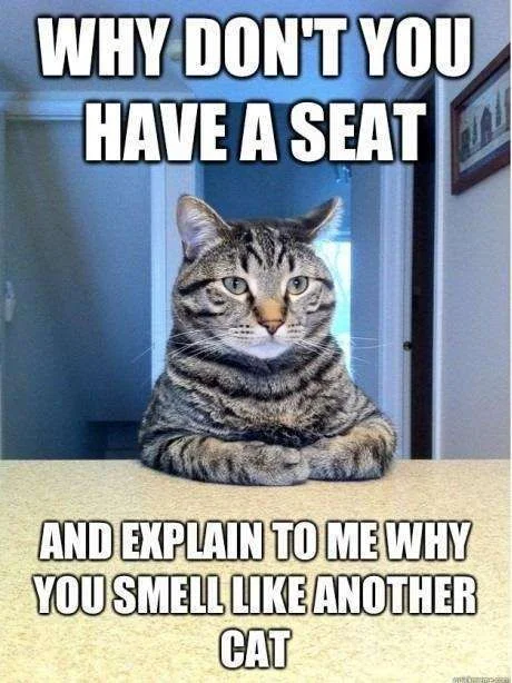 SmellLikeAnotherCAt.webp