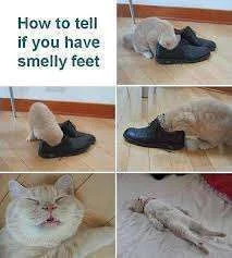 smelly feet.webp