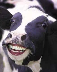 Smiling cow.webp