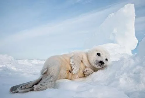 Smithsonian-magazine-Photo-of-the-Day-harp-seal-pup-google-plus.webp
