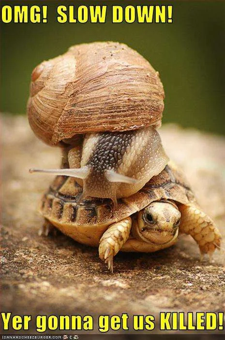 snail-is-on-turtle-funny.webp