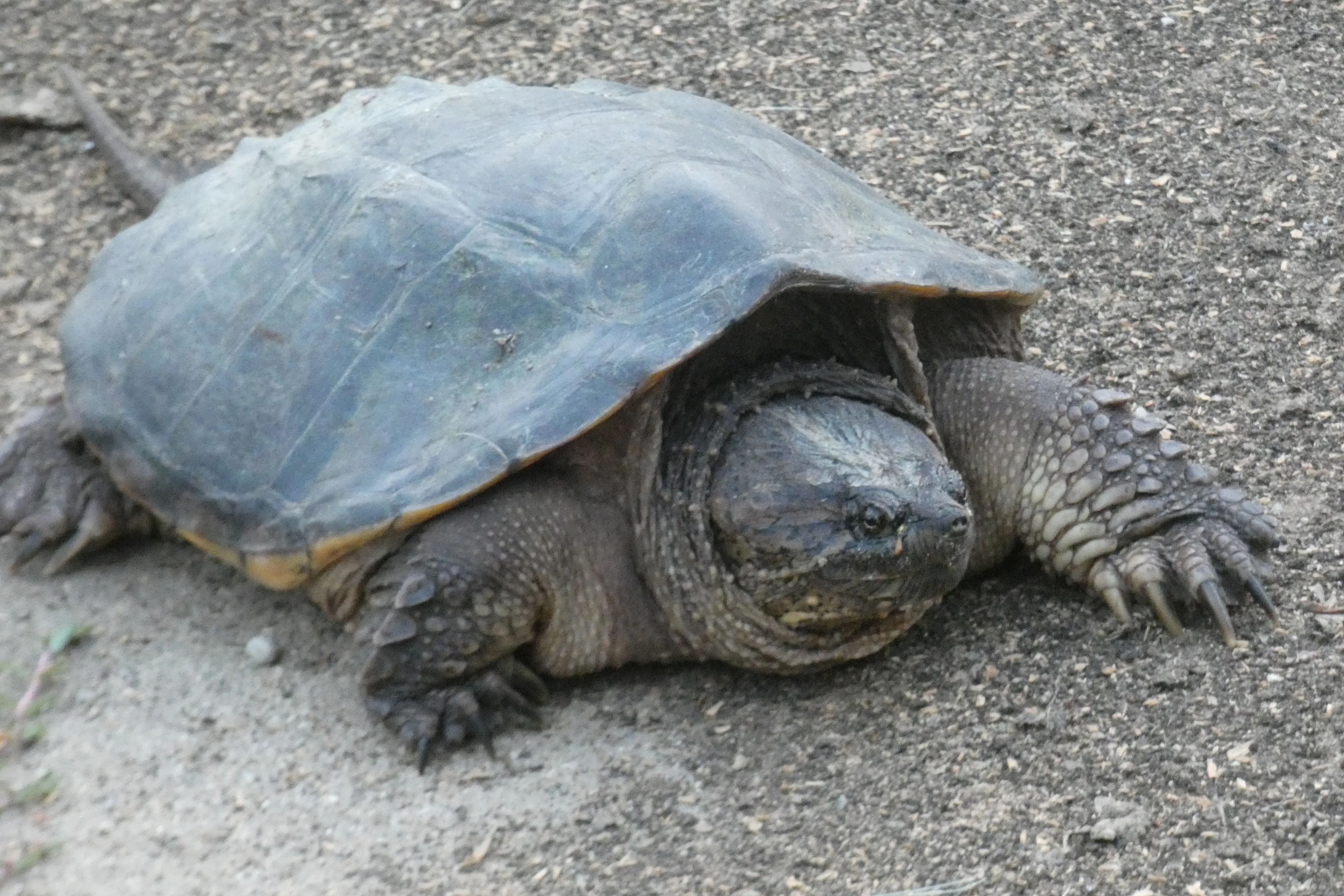 snapping turtle head and claws.webp