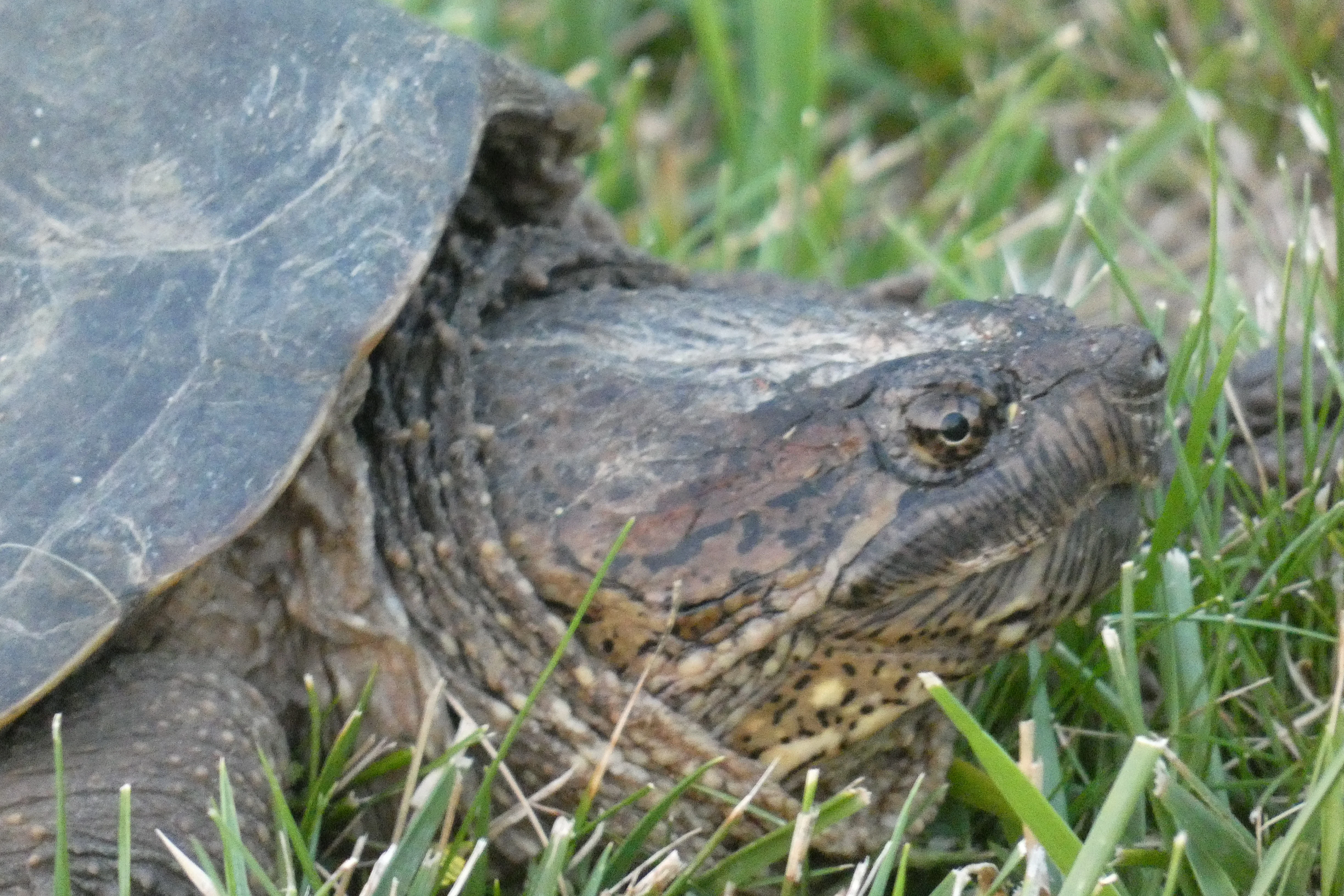snapping turtle head.webp