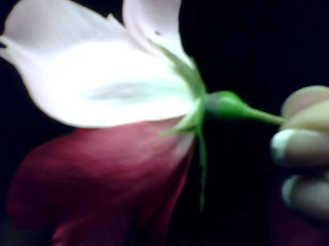 Snapshot_20110617_35.webp