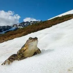snow frog.webp
