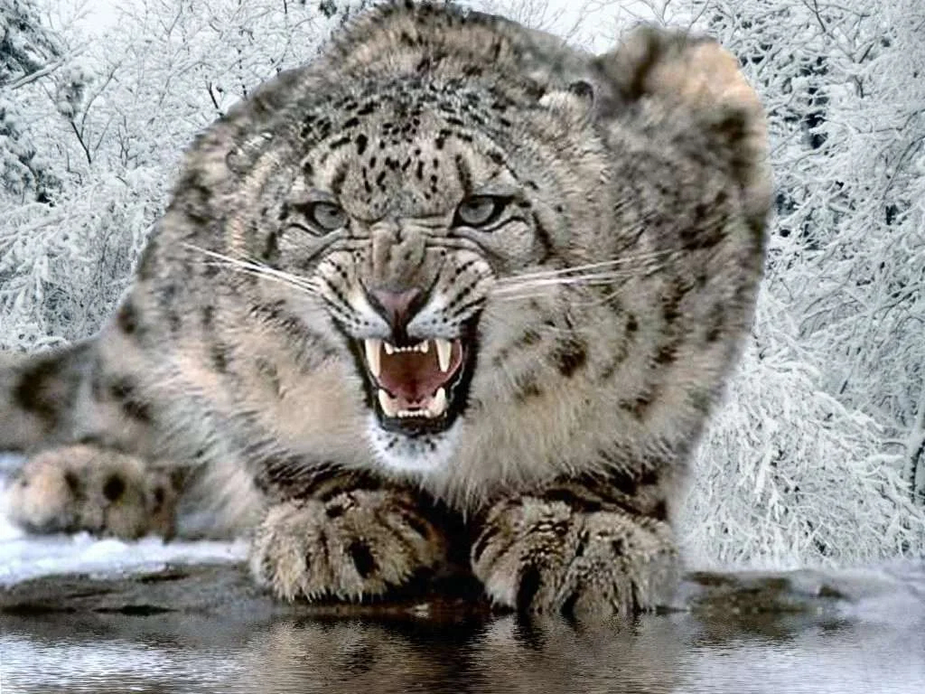 snow-leopard-11.webp