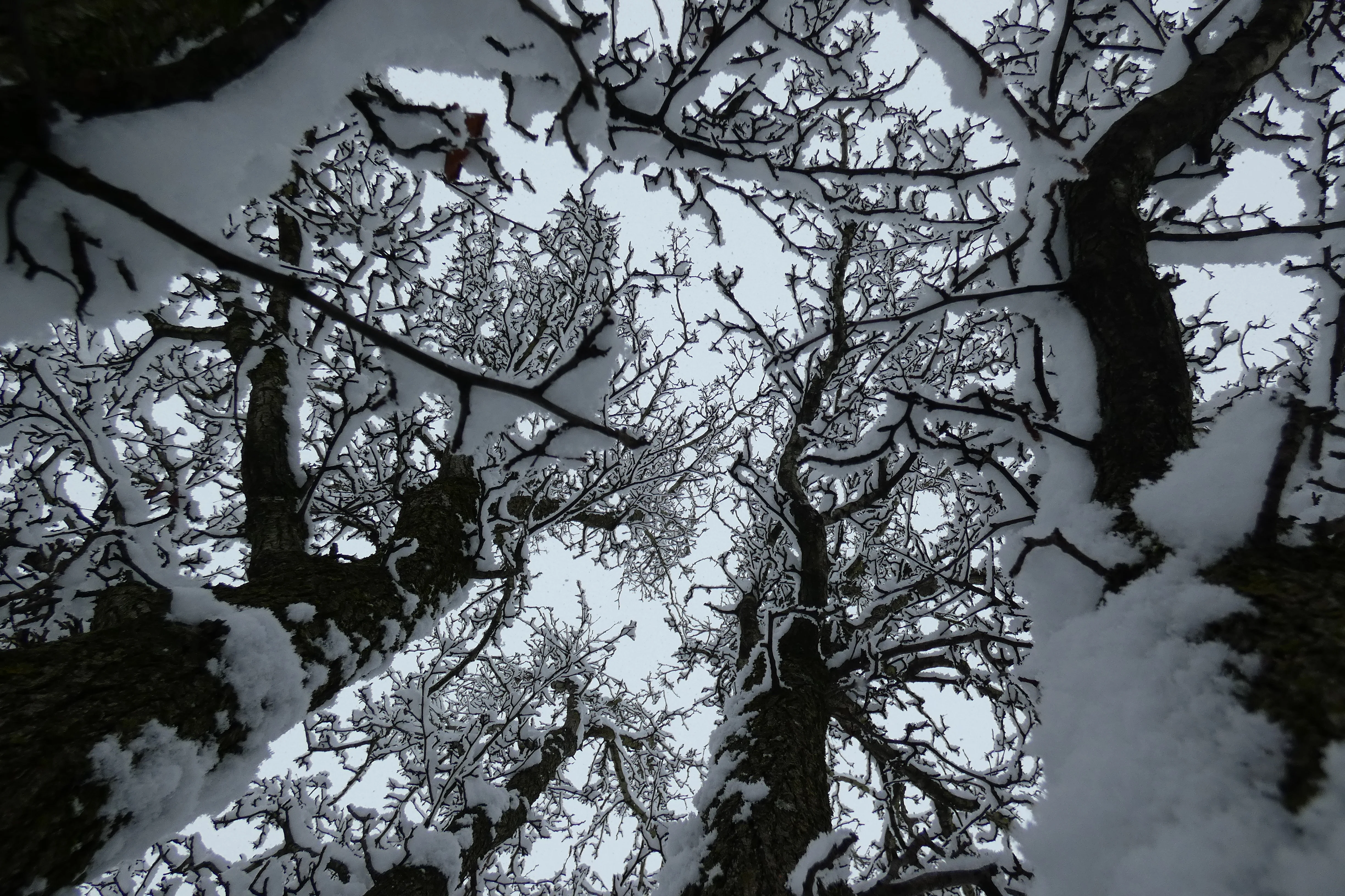 snow up a tree_2 01222023.webp