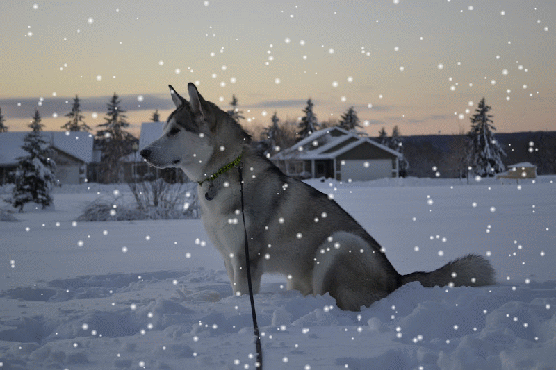 snowkoda.gif
