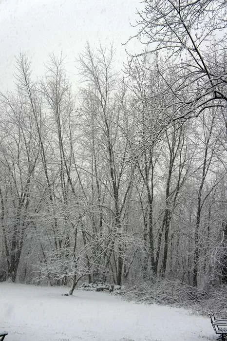 snowpicture.webp