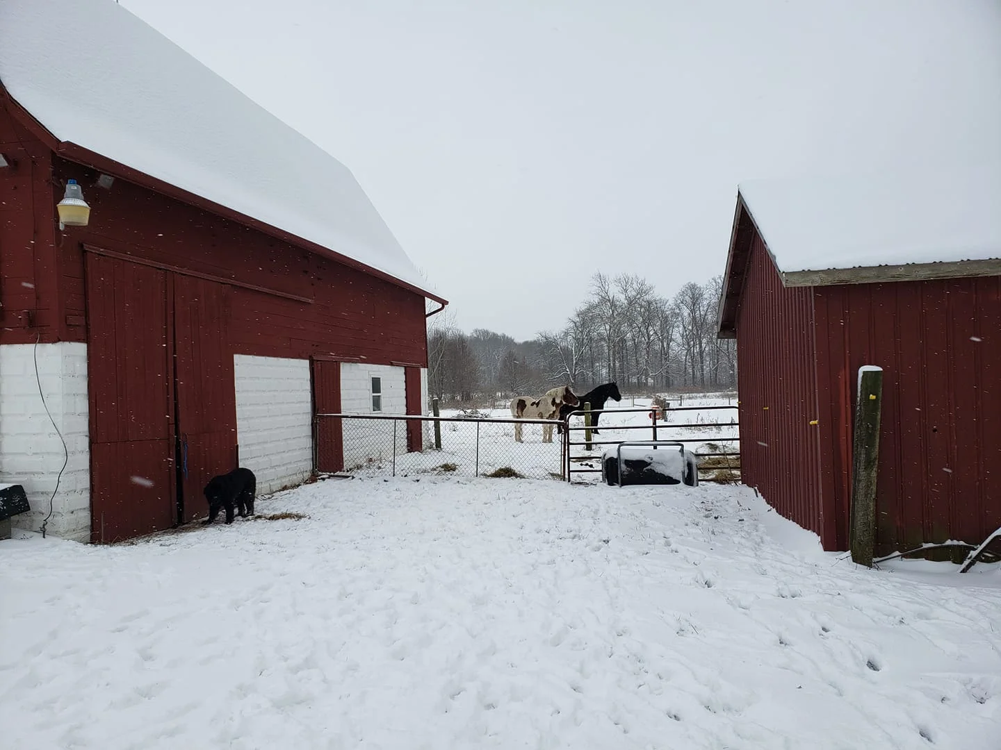 snowy day.webp