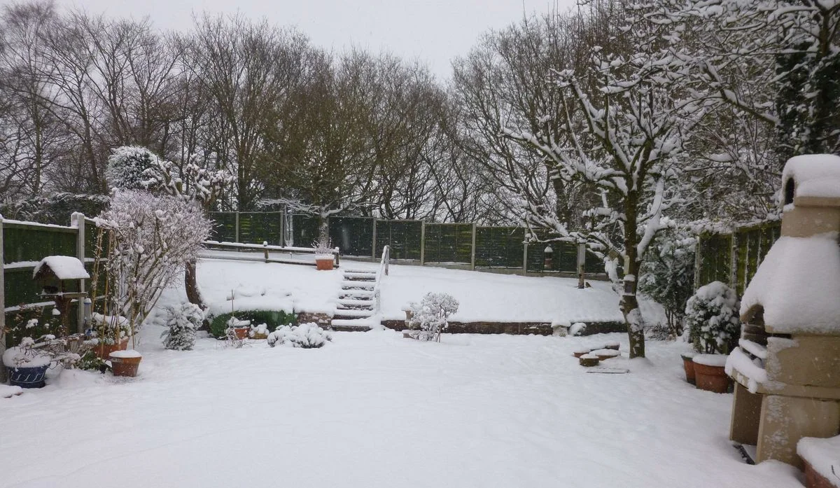 Snowy garden cropped.webp