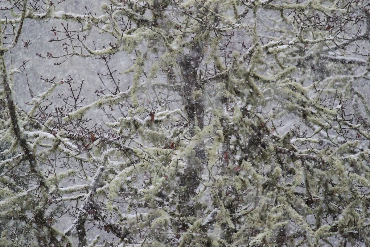 snowy oak.webp
