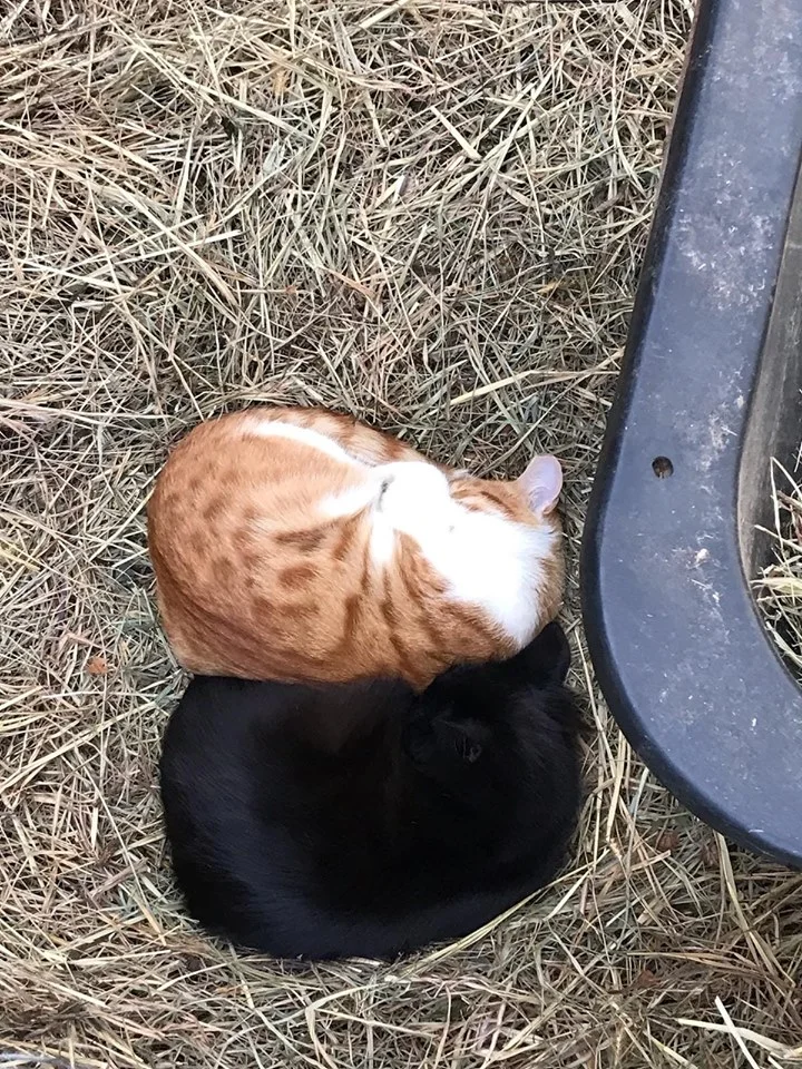 Snuggle Bugs.webp