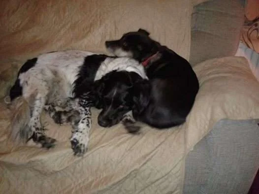Snuggling dogs Dec 14.webp