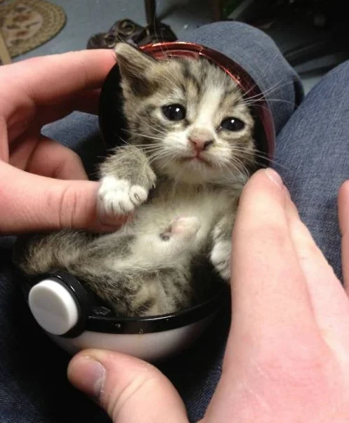 so_small_kitty.webp