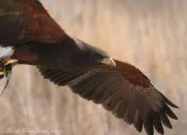 Soaring.webp