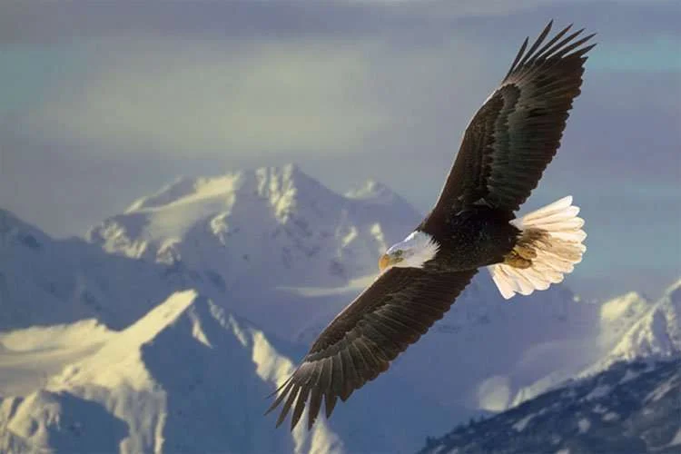 soaringeaglemountain1.webp