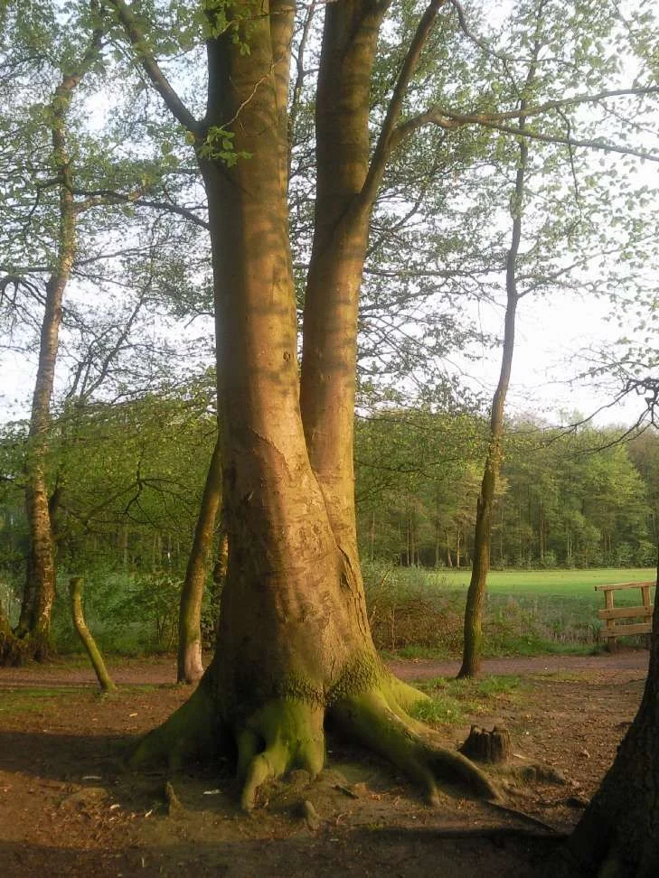 solo-tree.webp