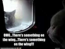 Something on the wing.webp
