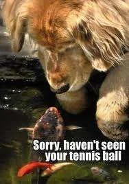 Sorry I haven\'t seen your tennis ball.webp