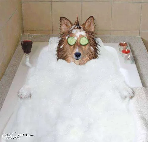 spa_dog.webp