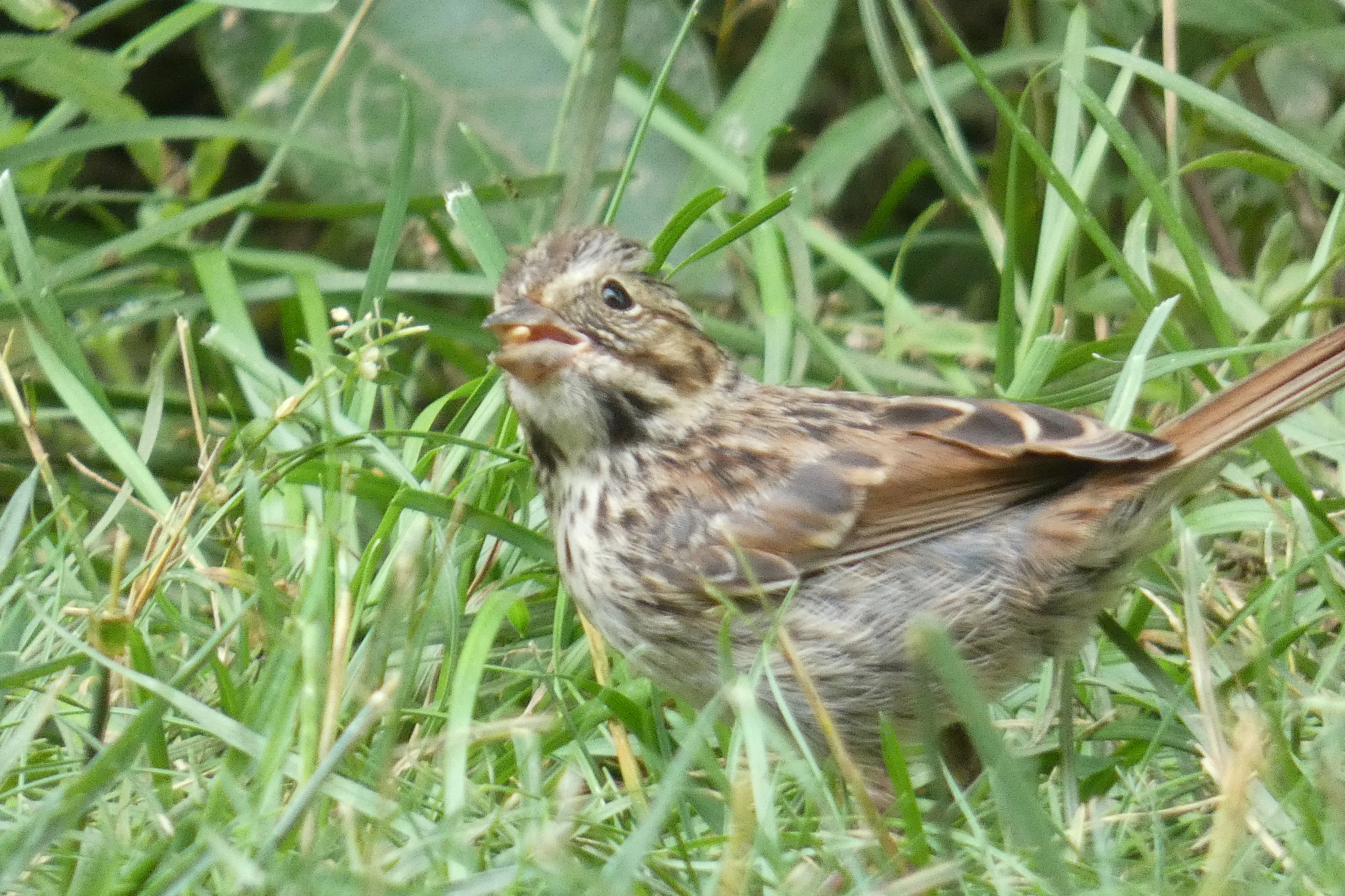 sparrow_11.webp