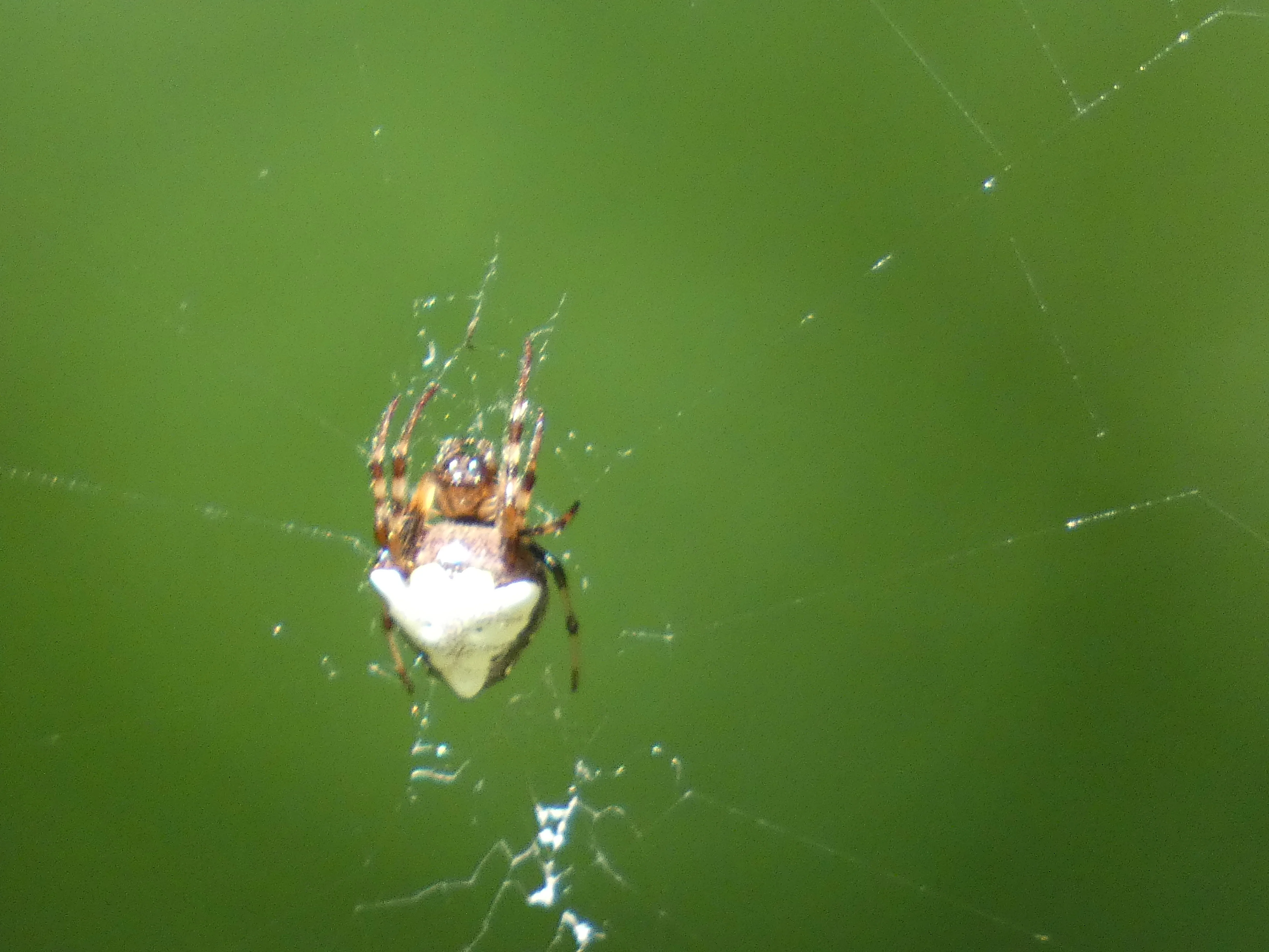 spider in web.webp