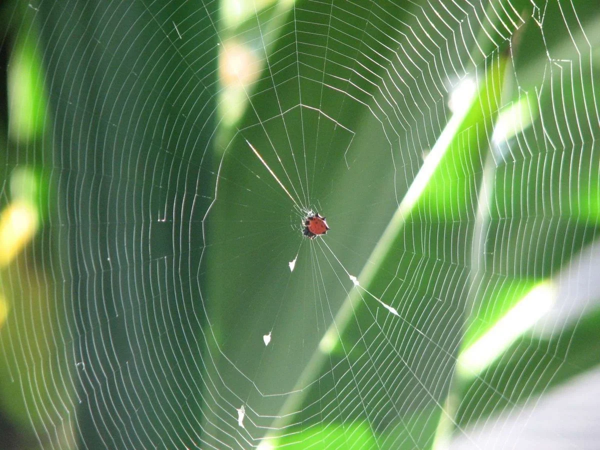 spider.webp