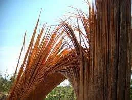 splintered.webp