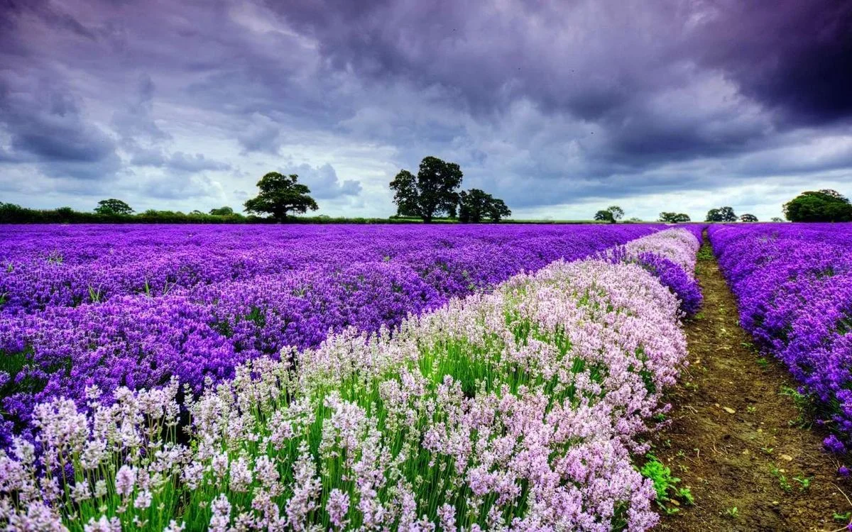 spring-purple-and-white-flowers.webp
