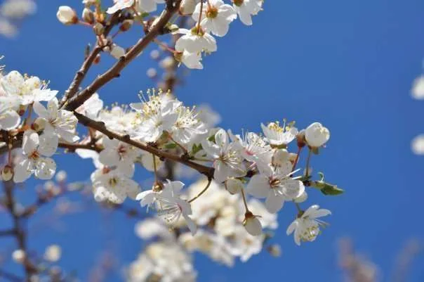 spring.webp