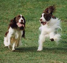 springerspaniel..webp