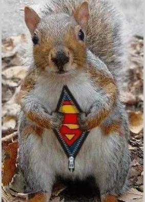 sqirrel with superman logo.webp