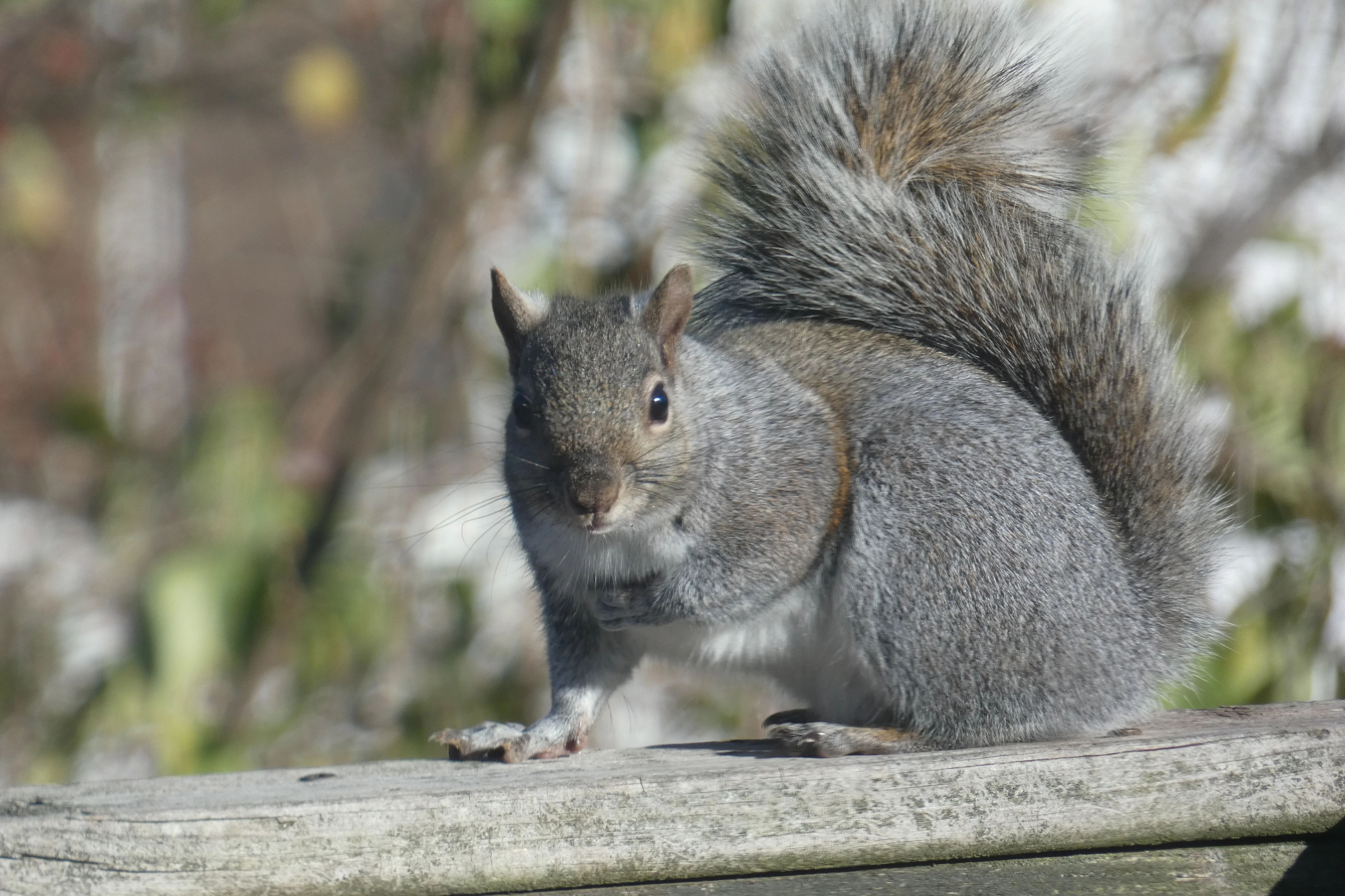 squirrel 11192022.webp