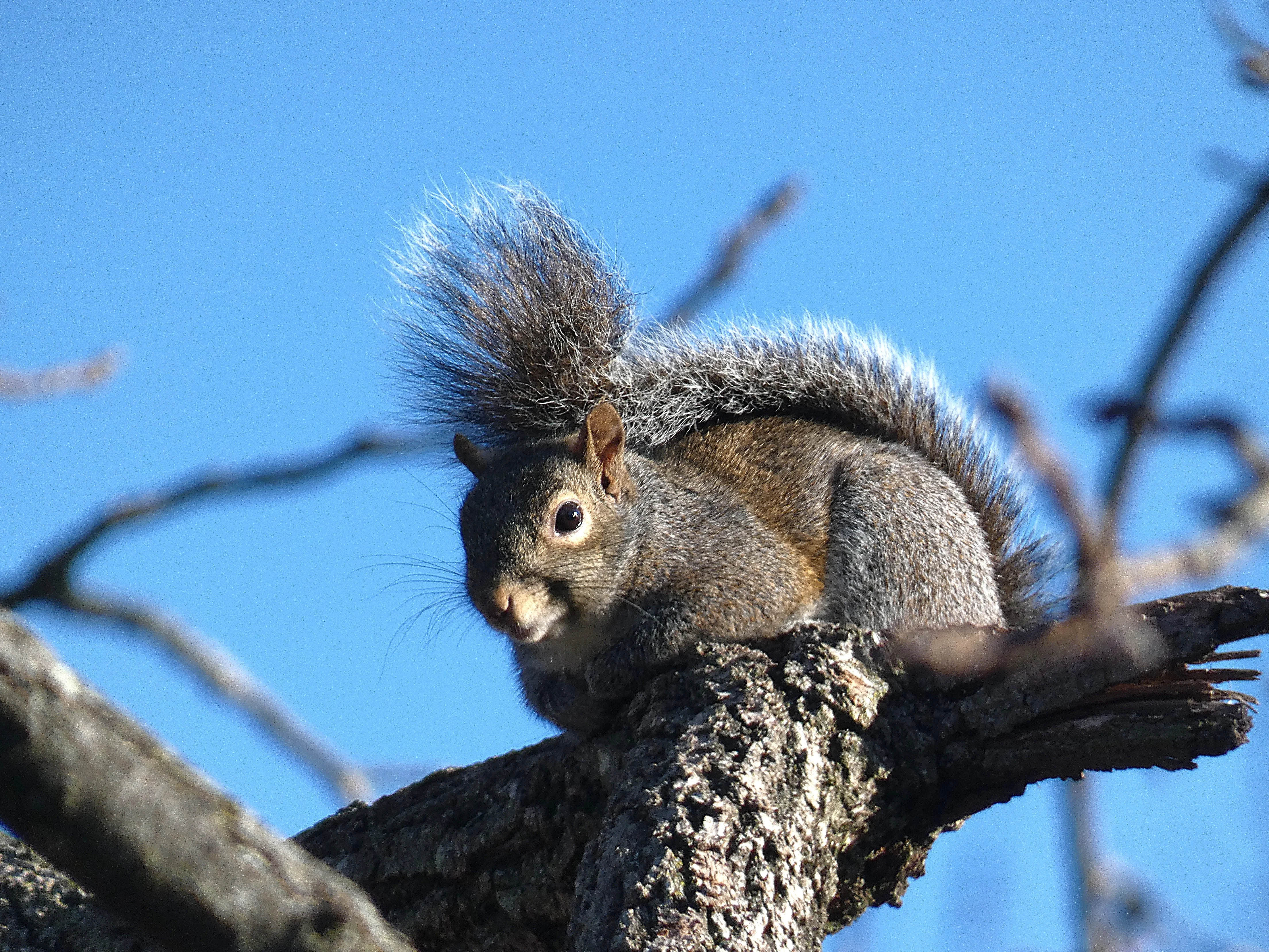 Squirrel at mom's 12172025.webp