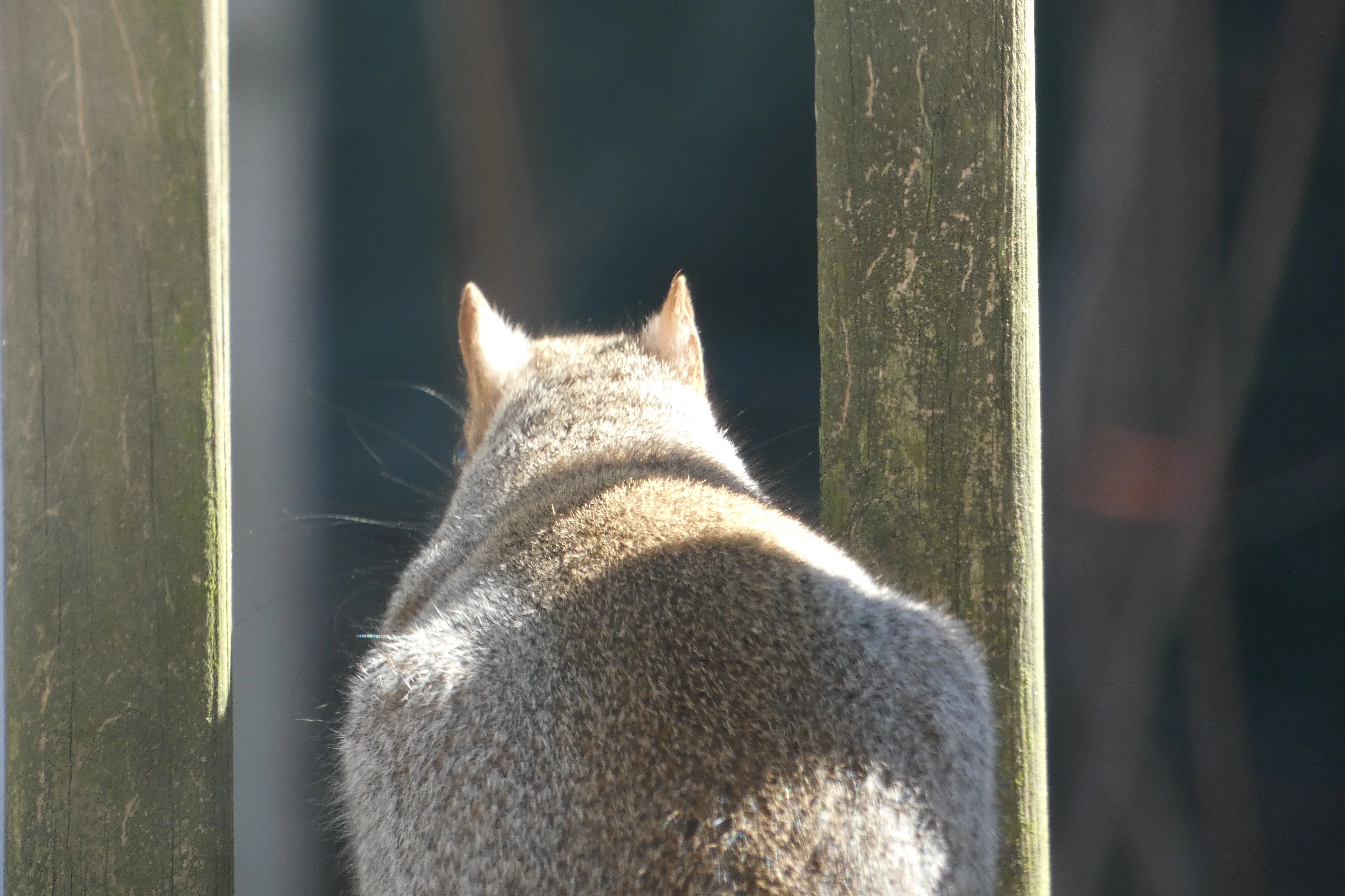 Squirrel butt.webp