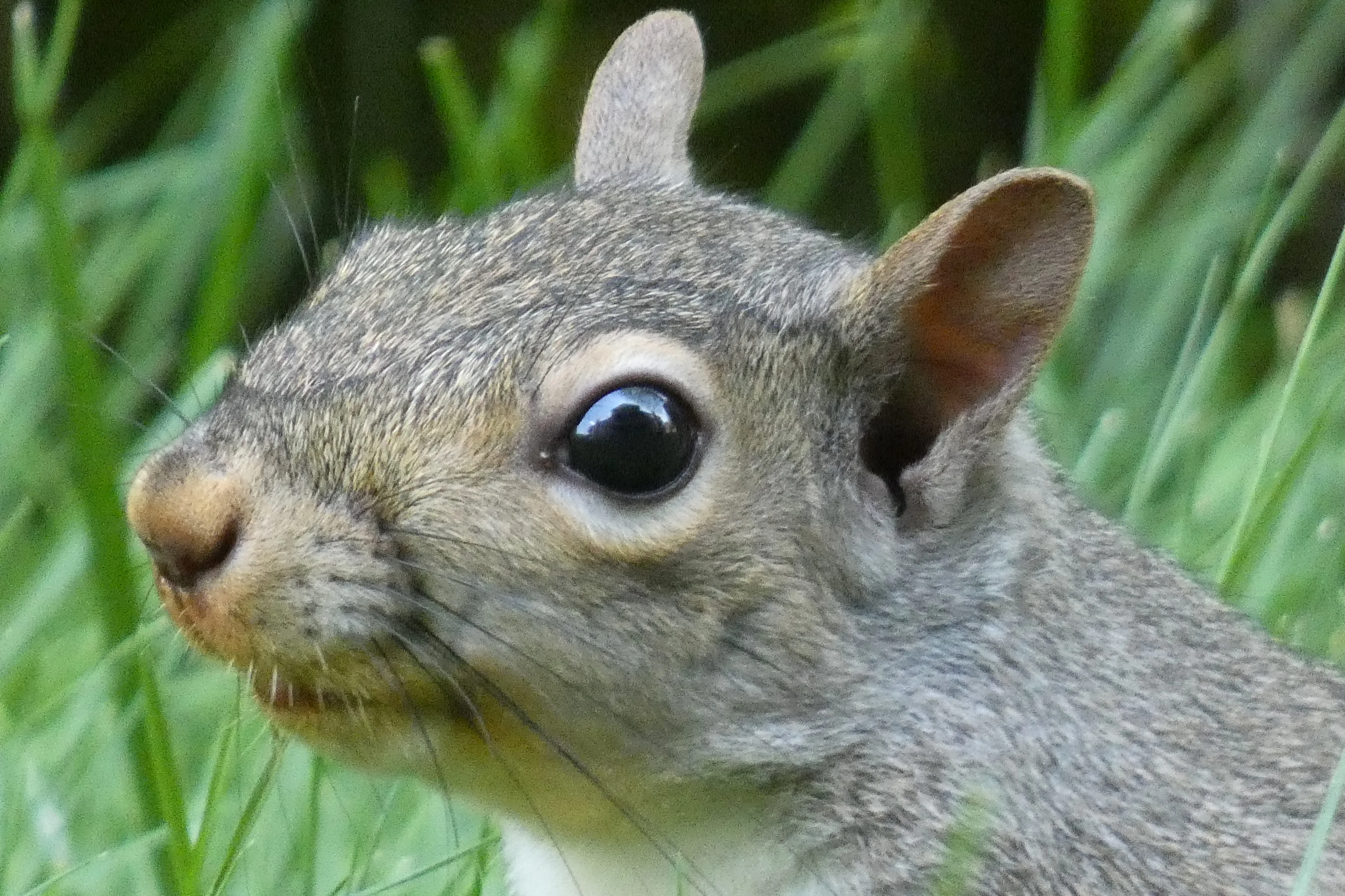 squirrel close-up 07272021.webp