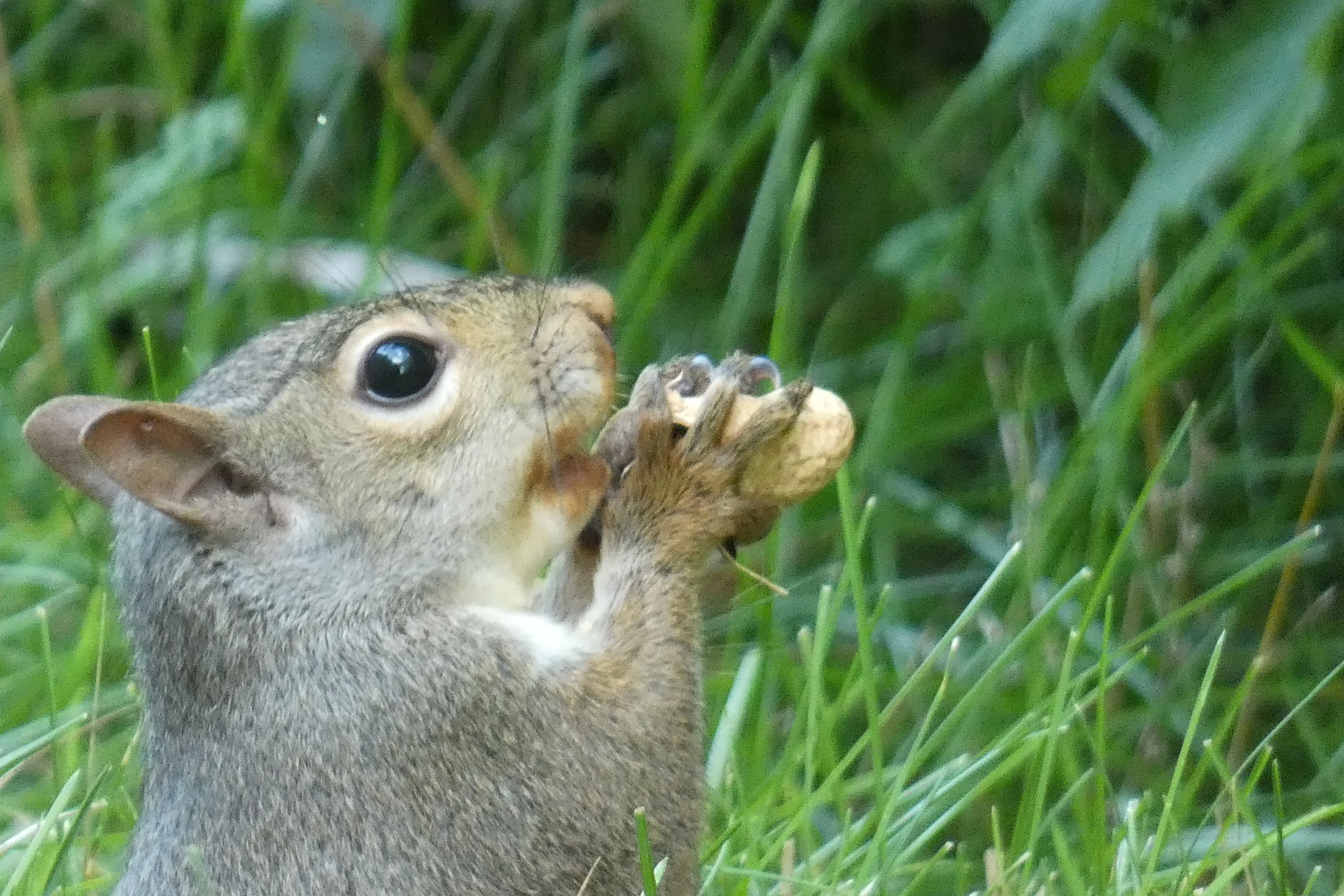 squirrel eating close-up 07272021.webp