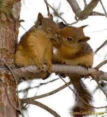 squirrel kiss.webp