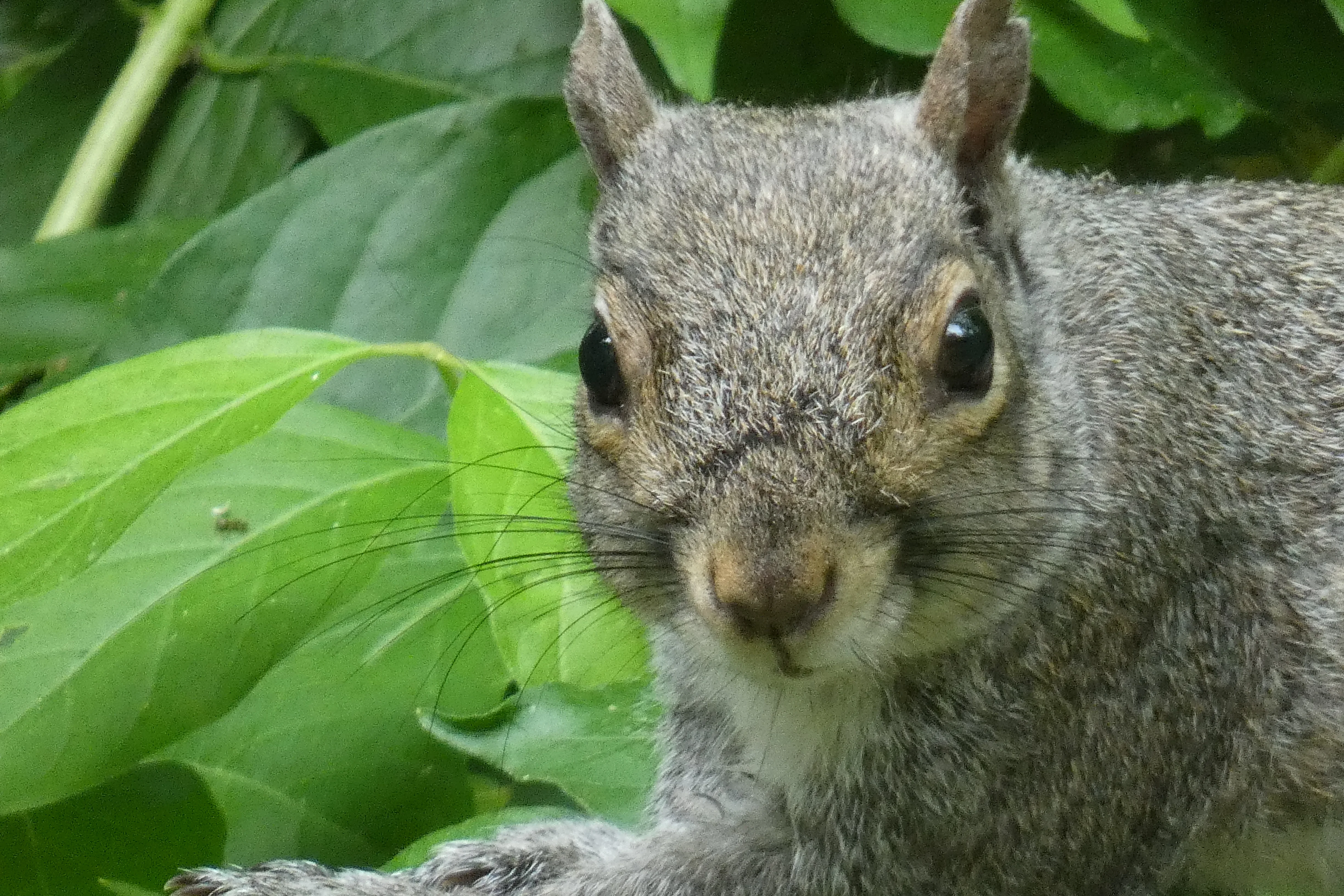 squirrel looking 05132023.webp
