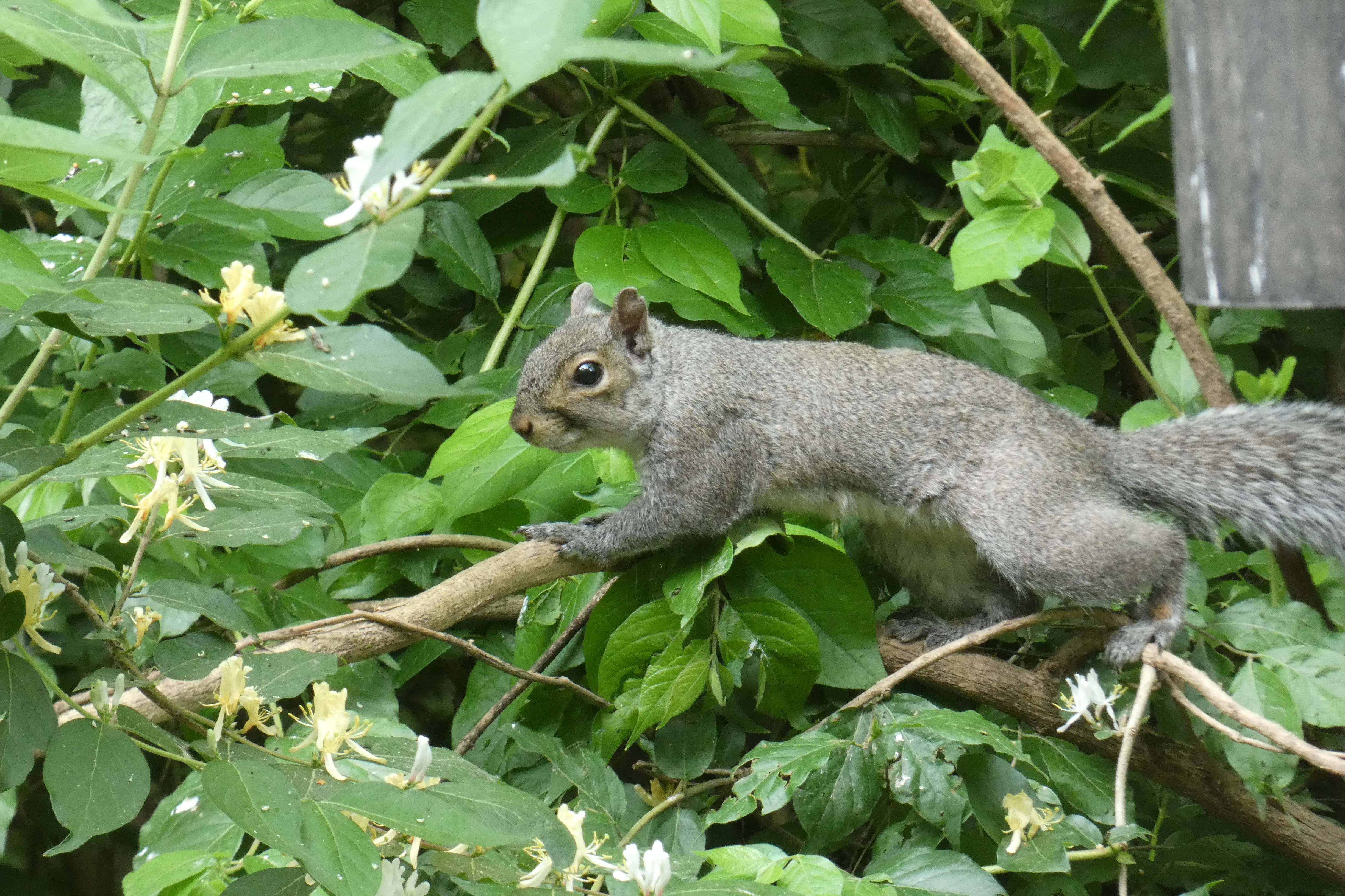 Squirrel lying on branch 05132023.webp