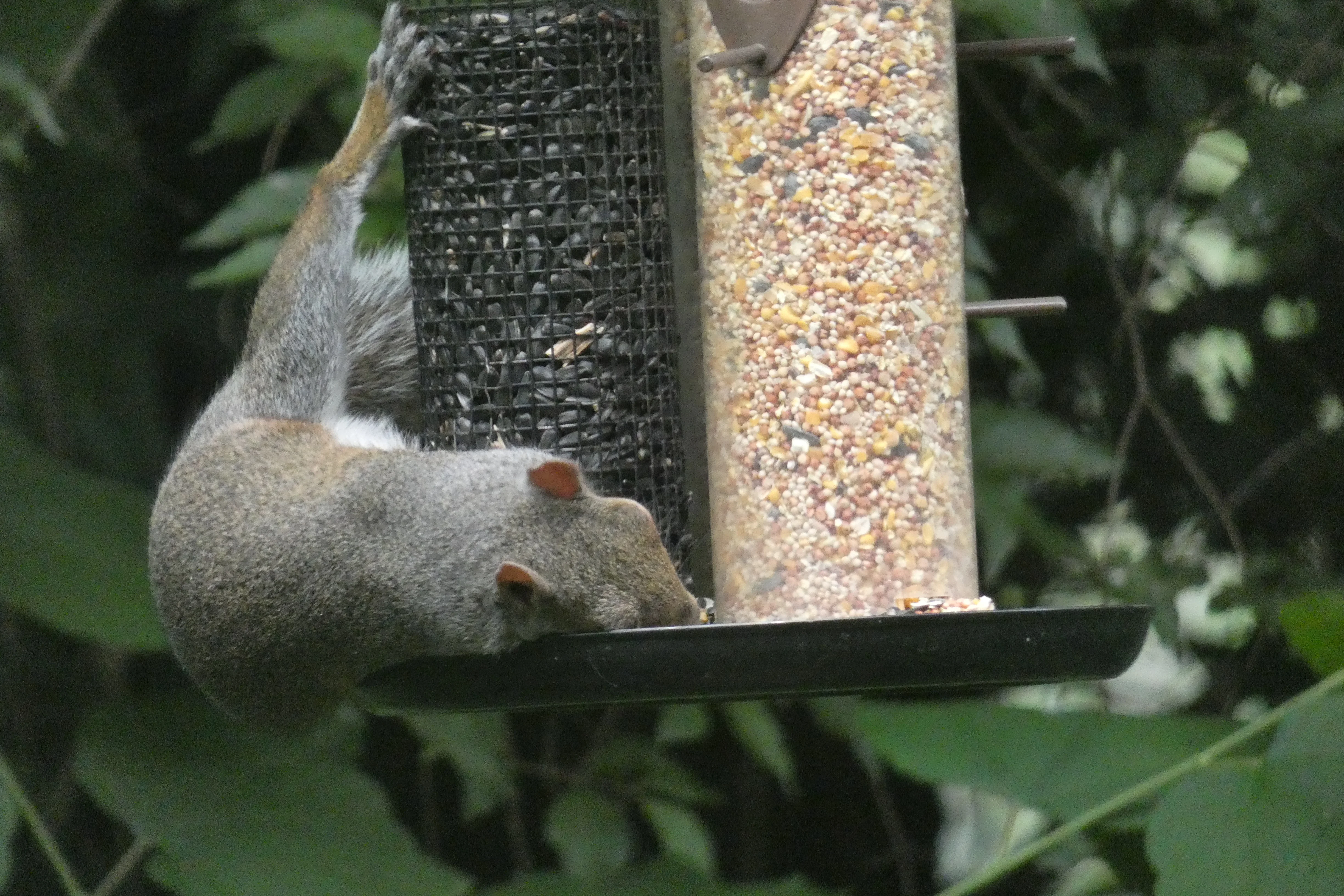 squirrel on feeder.webp