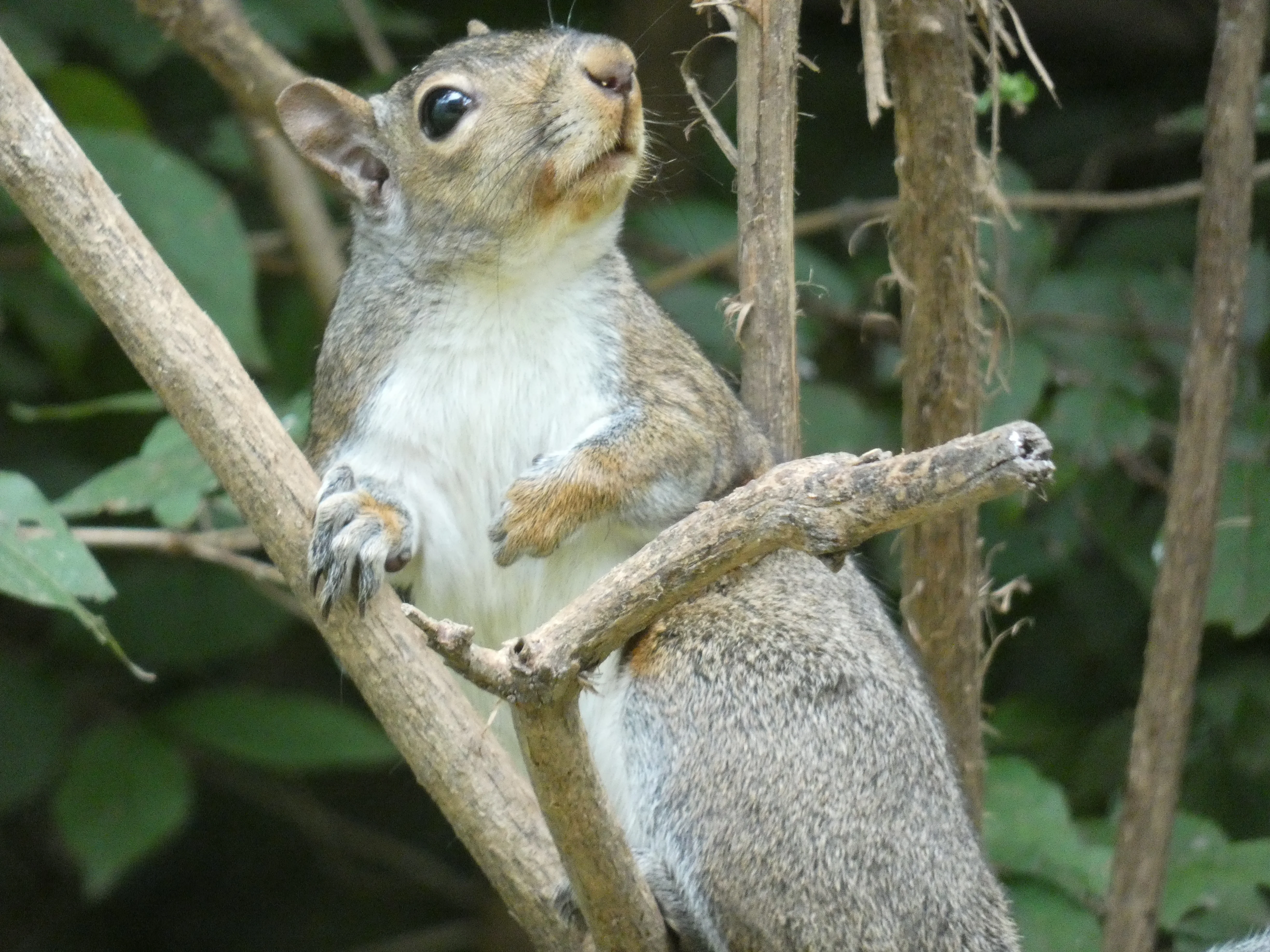 Squirrel on tree near feeder.webp