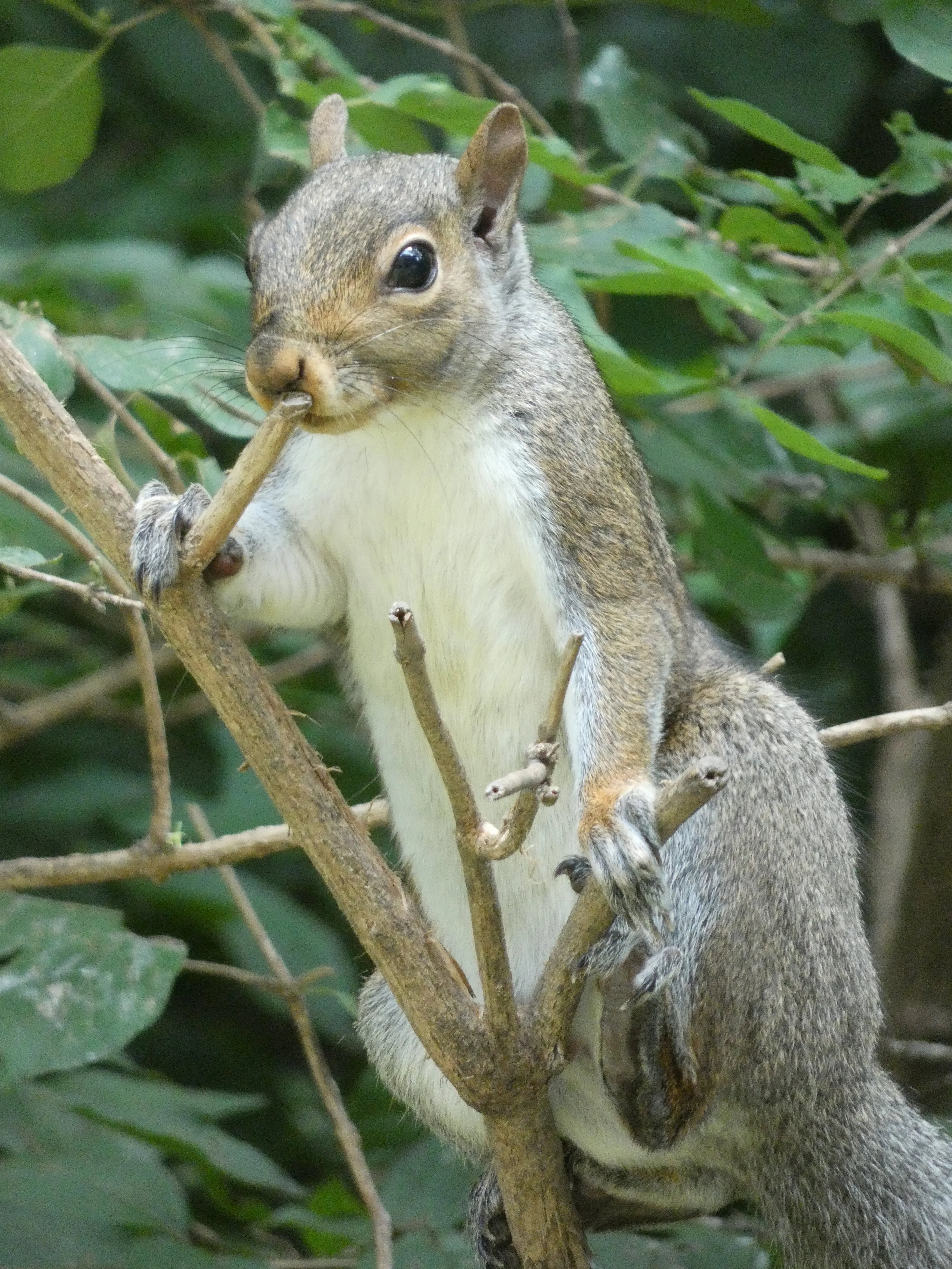 Squirrel on tree near feeder_2.webp