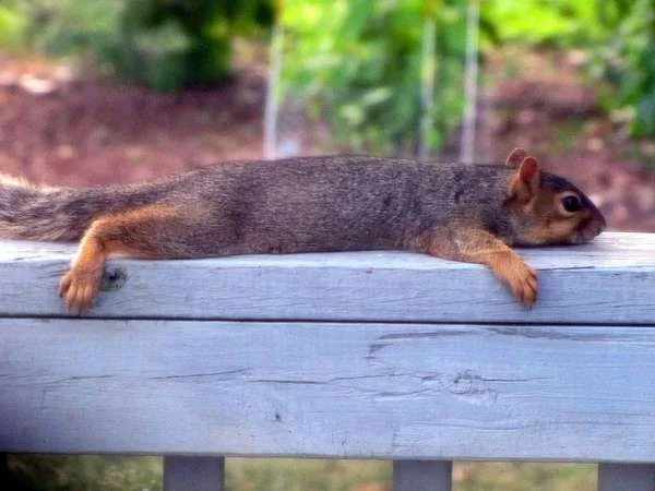squirrel-planking.webp
