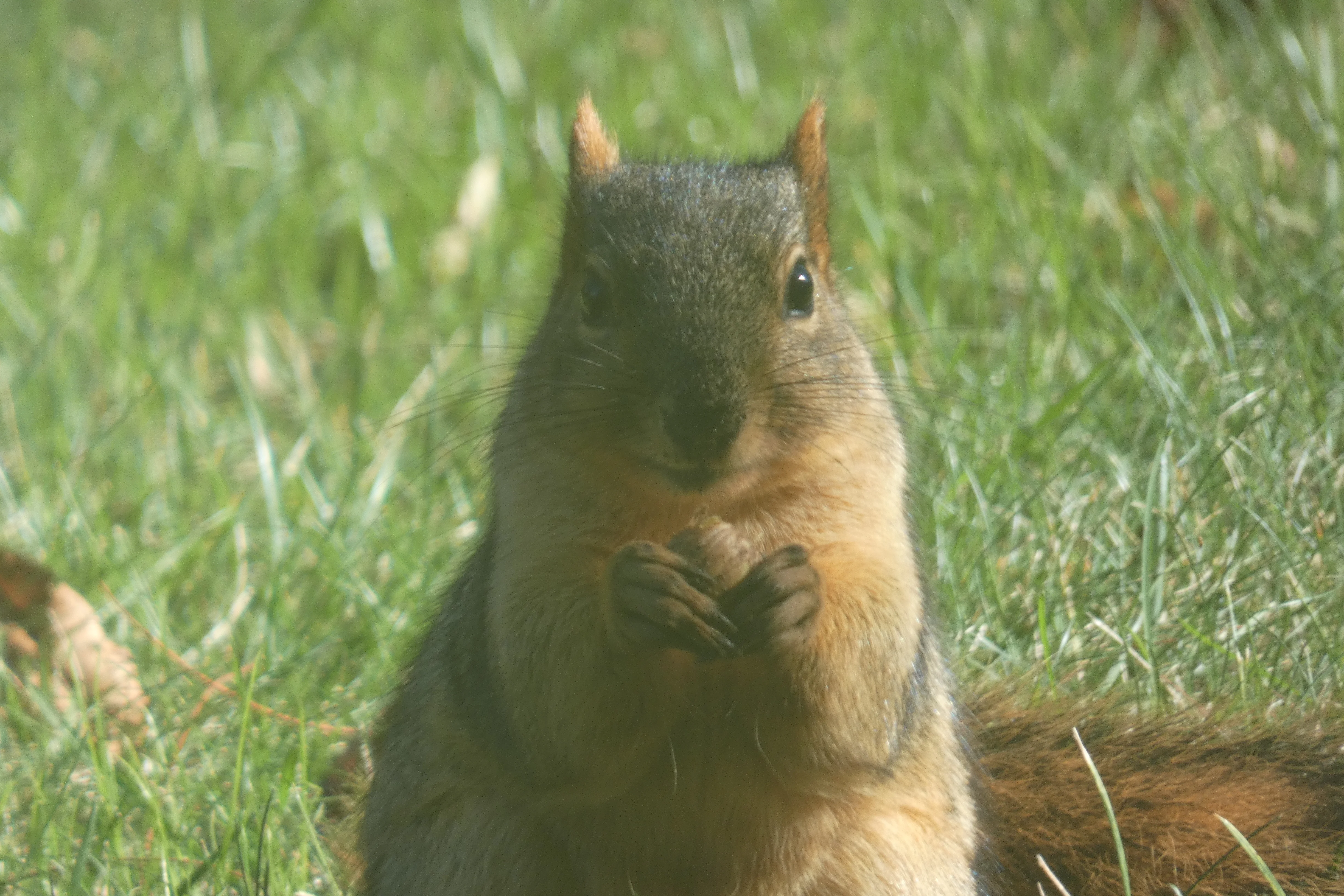 squirrel through window eating.webp