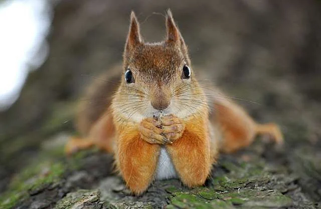 squirrel.webp