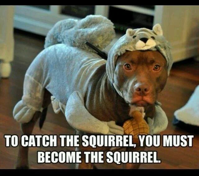 squirrel.webp